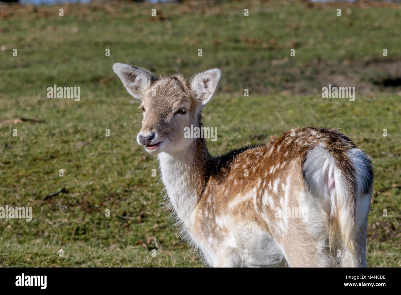 the-deer-park-knole-park-sevenoaks-kent-stock-photo-alamy