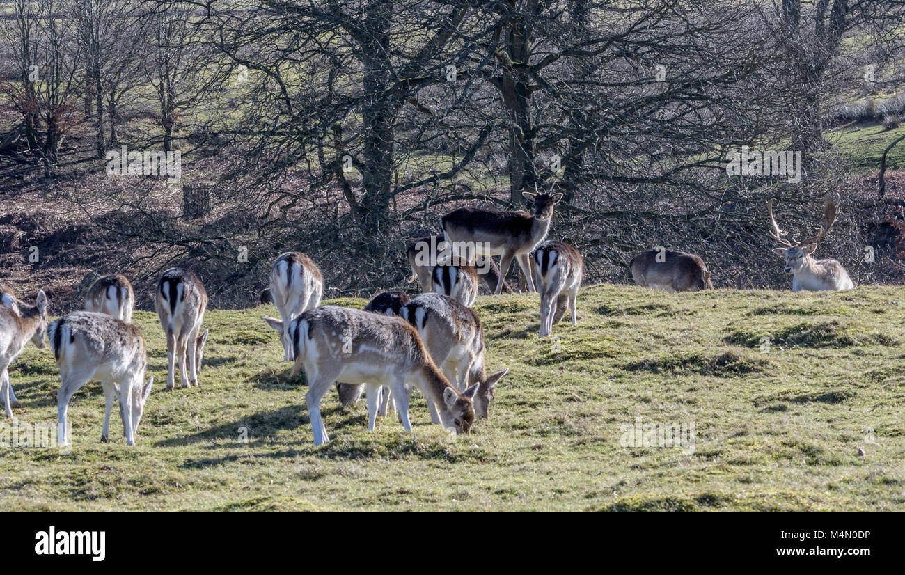 the-deer-park-knole-park-sevenoaks-kent-stock-photo-alamy