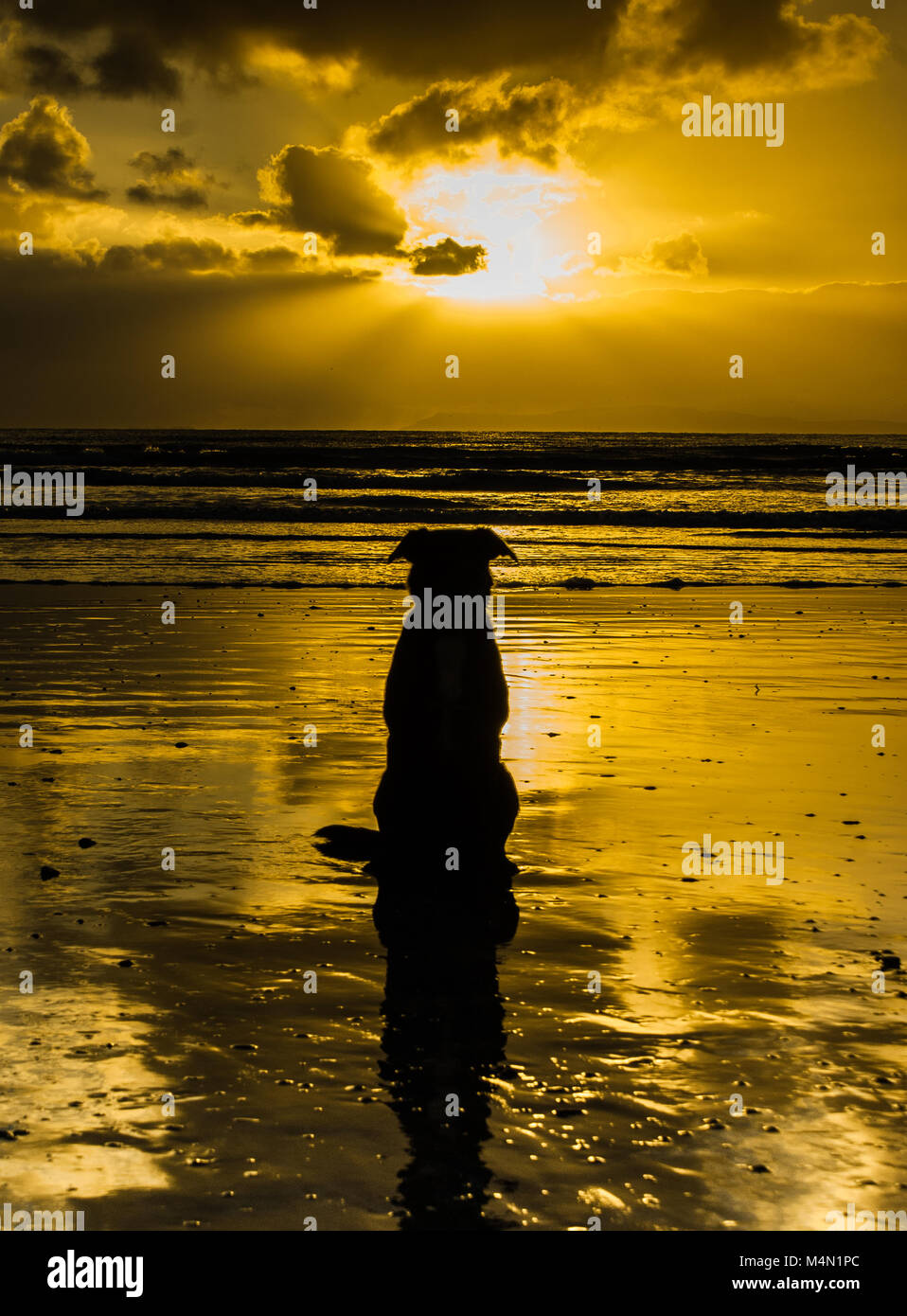 The Golden Dog - Staring at the Sunset Stock Photo