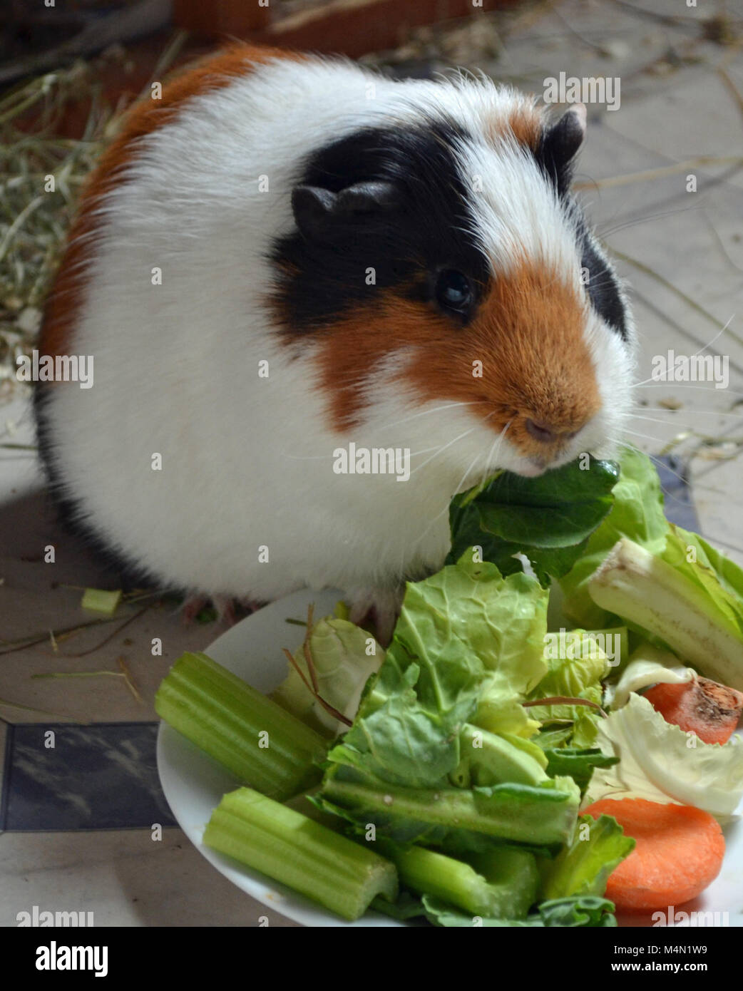 Brown white black guinea pig hires stock photography and images Alamy