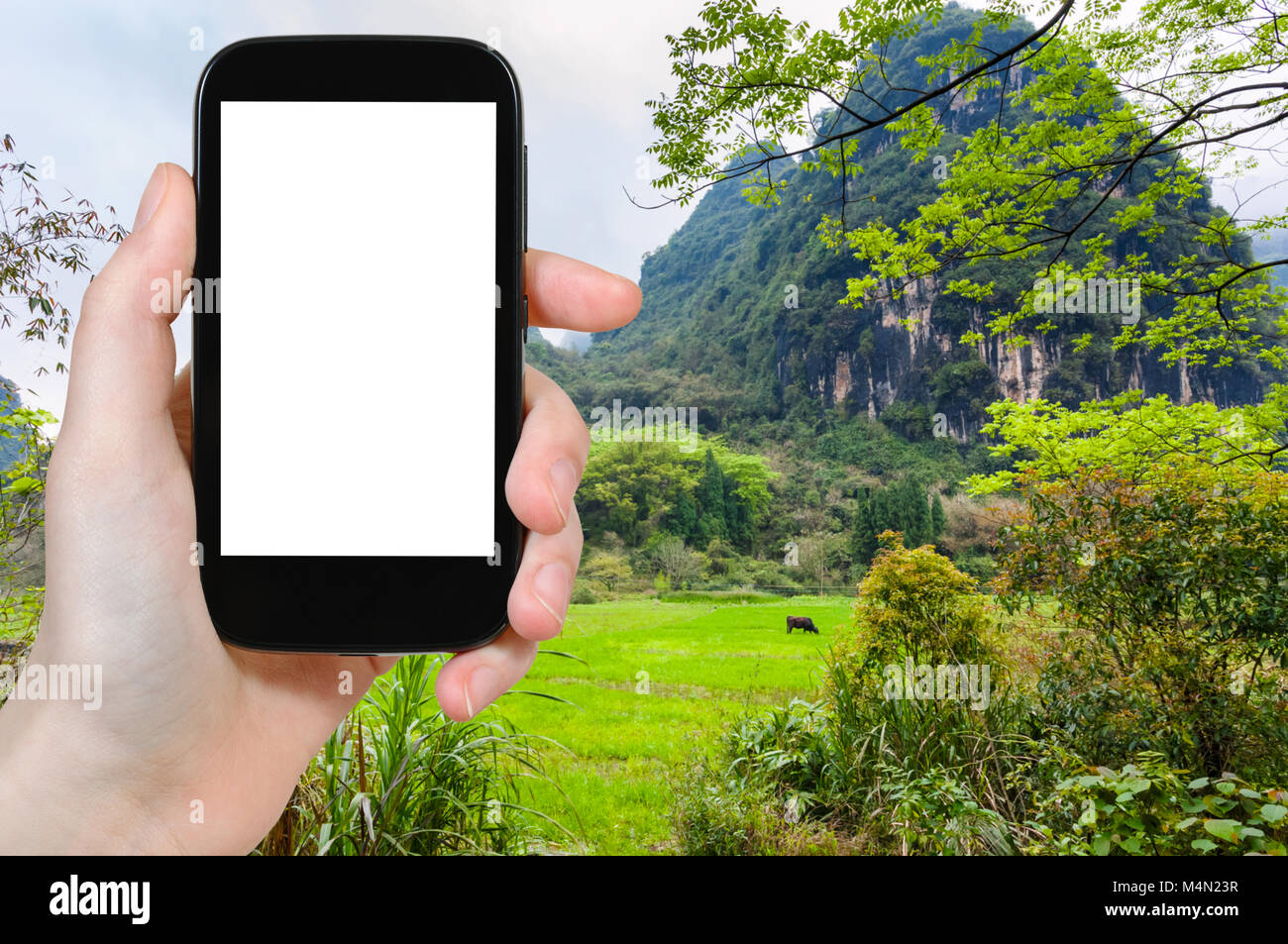 travel concept - tourist photographs green meadow near karst mountain in Yangshuo County in China in spring season on smartphone with cut out screen f Stock Photo
