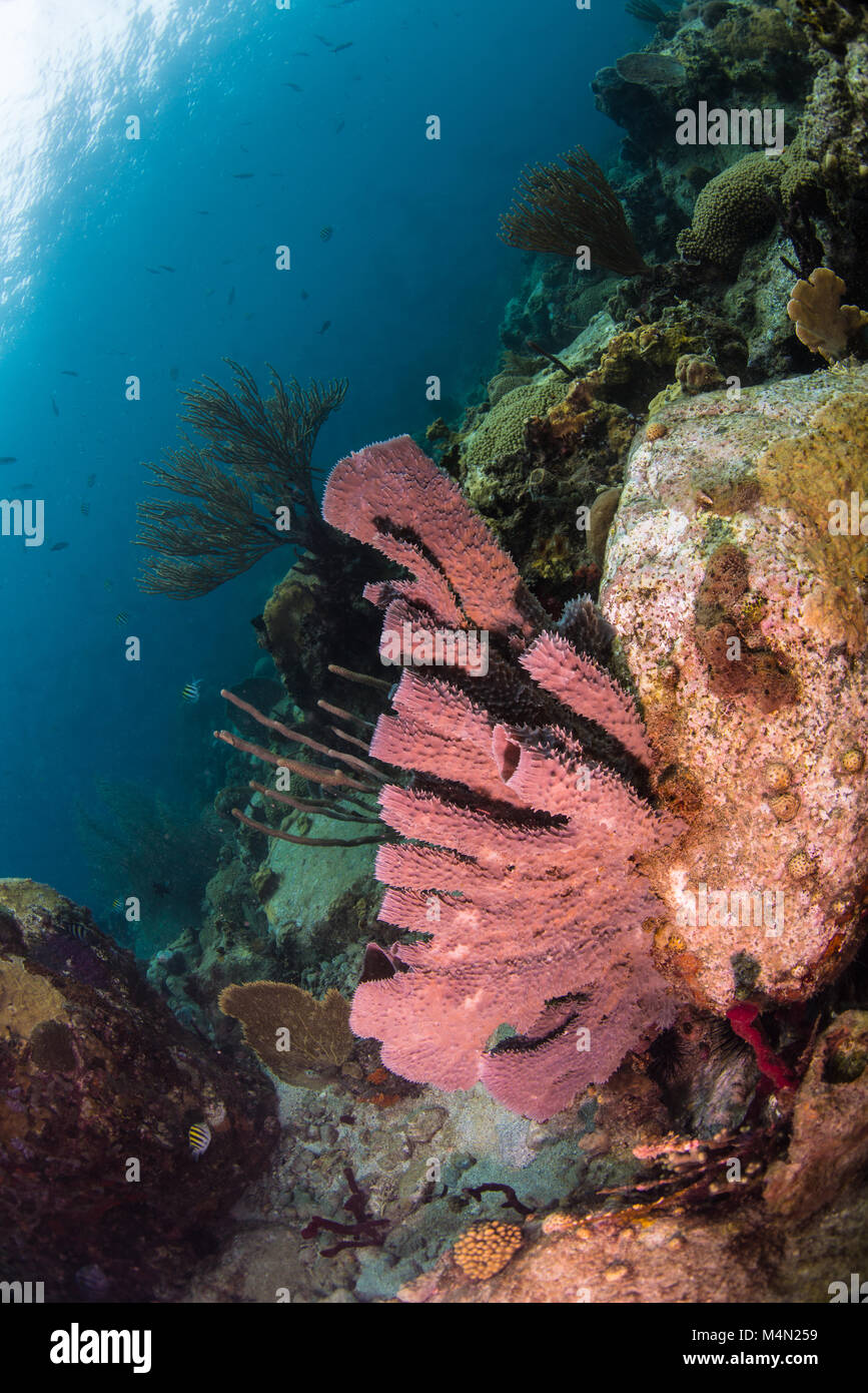 Tube sponges hires stock photography and images Alamy
