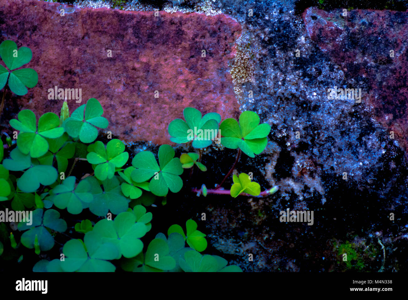 Lucky leaf hi-res stock photography and images - Alamy