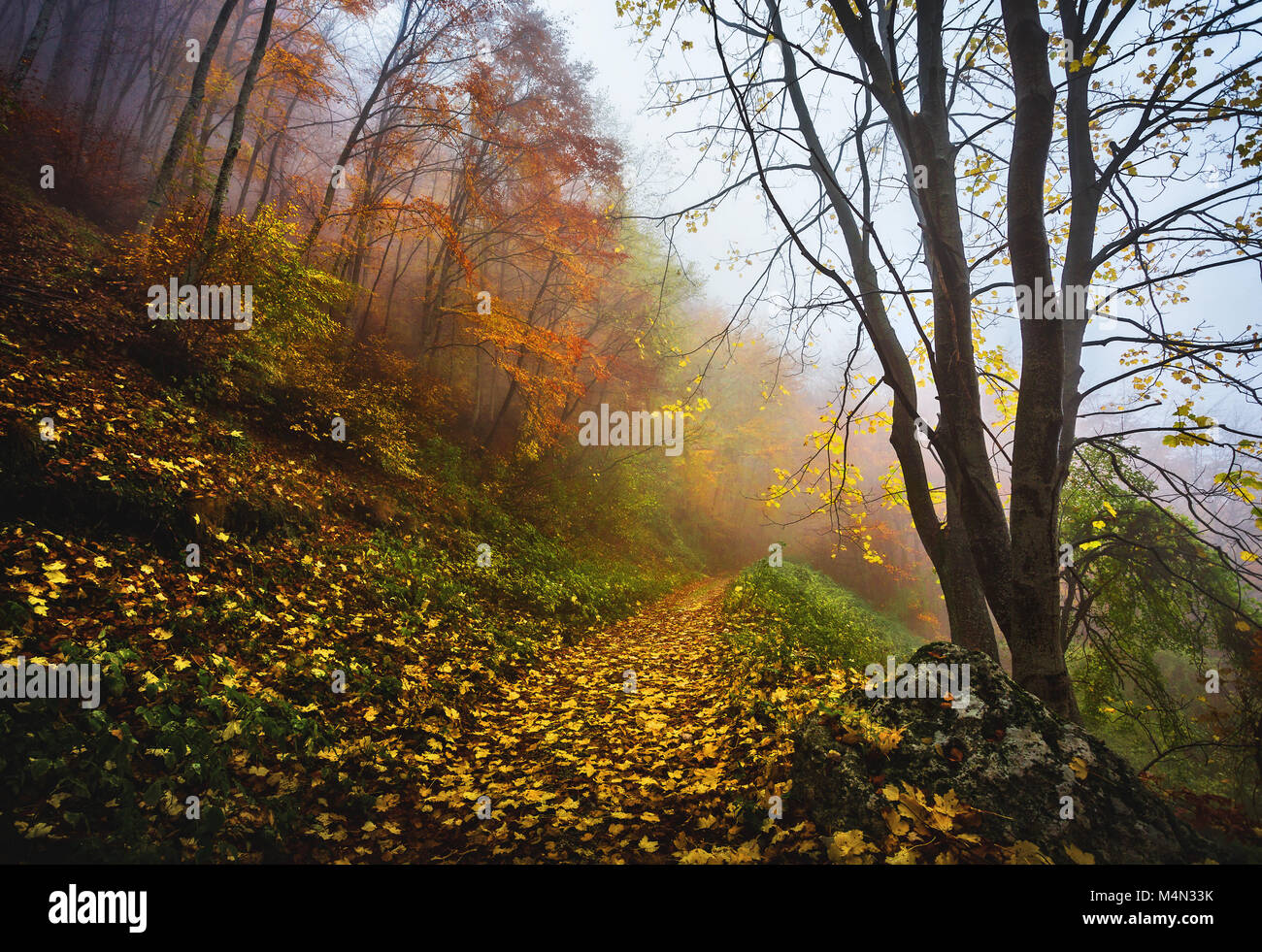 mule track in the foggy autumn forest. Majella Natioal Park,  Abruzzo, Italy, Europe Stock Photo