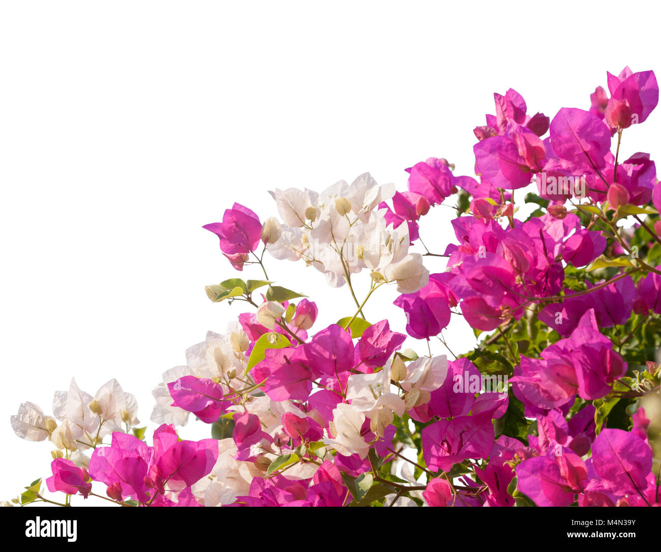 Pink and white blooming bougainvilleas isolated on white background