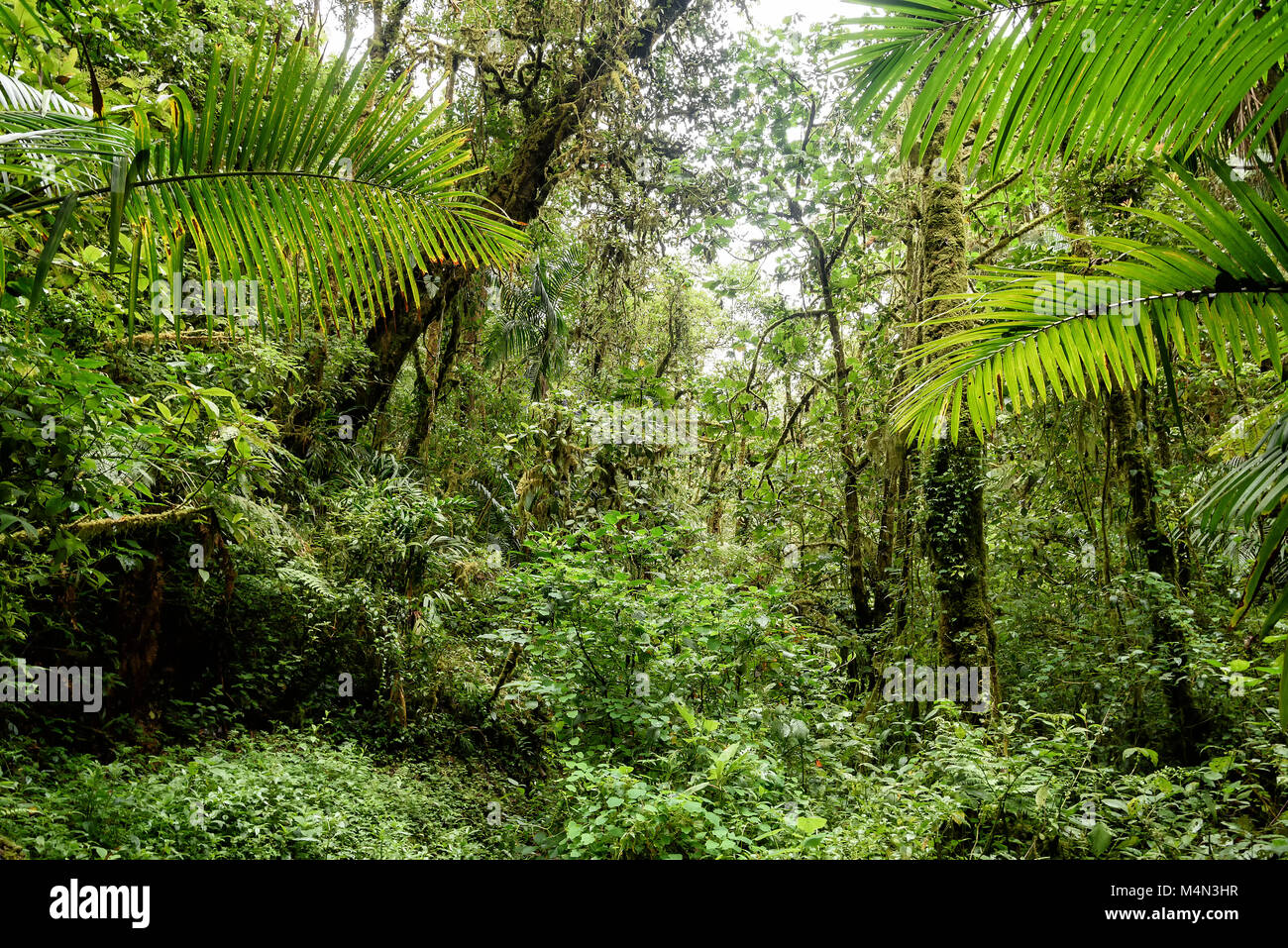 rainforest in Costa Rica, central america Stock Photo - Alamy