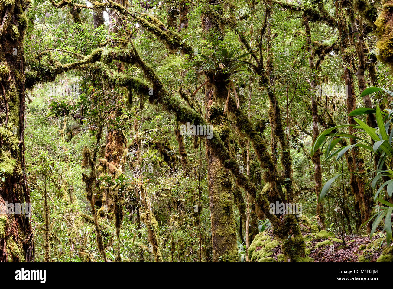rainforest in Costa Rica, central america Stock Photo - Alamy