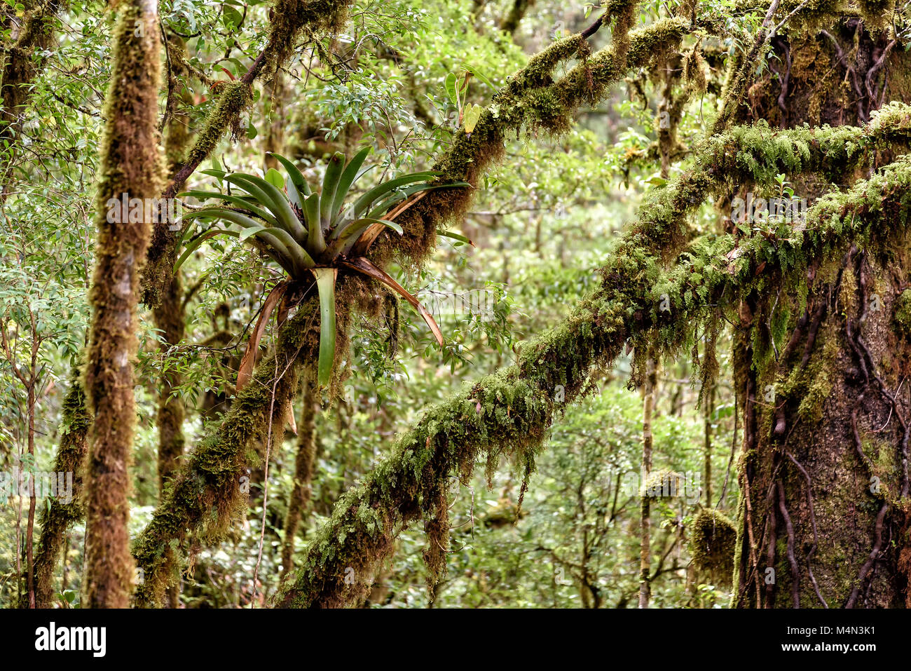 rainforest in Costa Rica, central america Stock Photo - Alamy