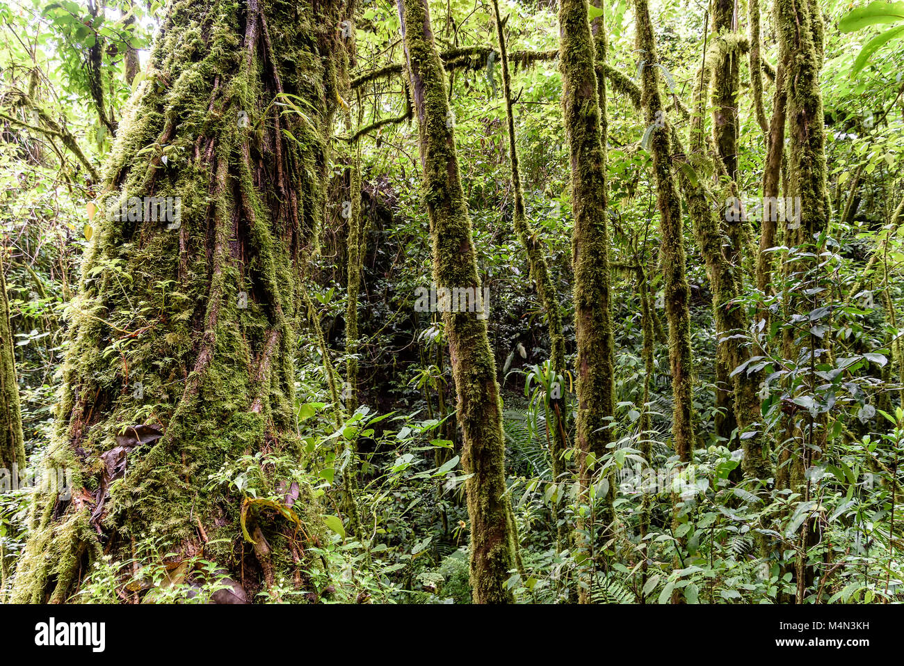 rainforest in Costa Rica, central america Stock Photo - Alamy