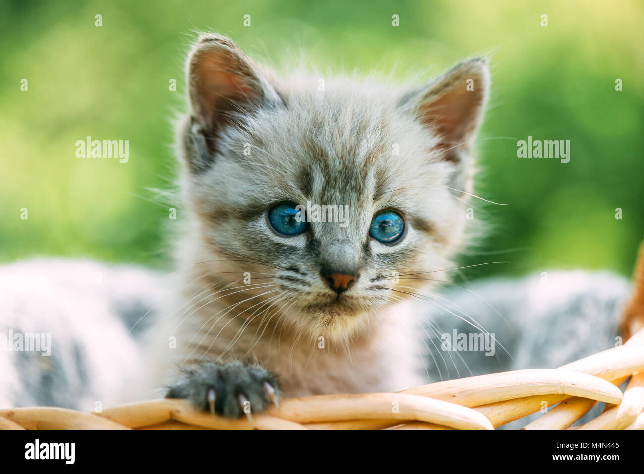 Small kitten with blue ayes in basket Stock Photo
