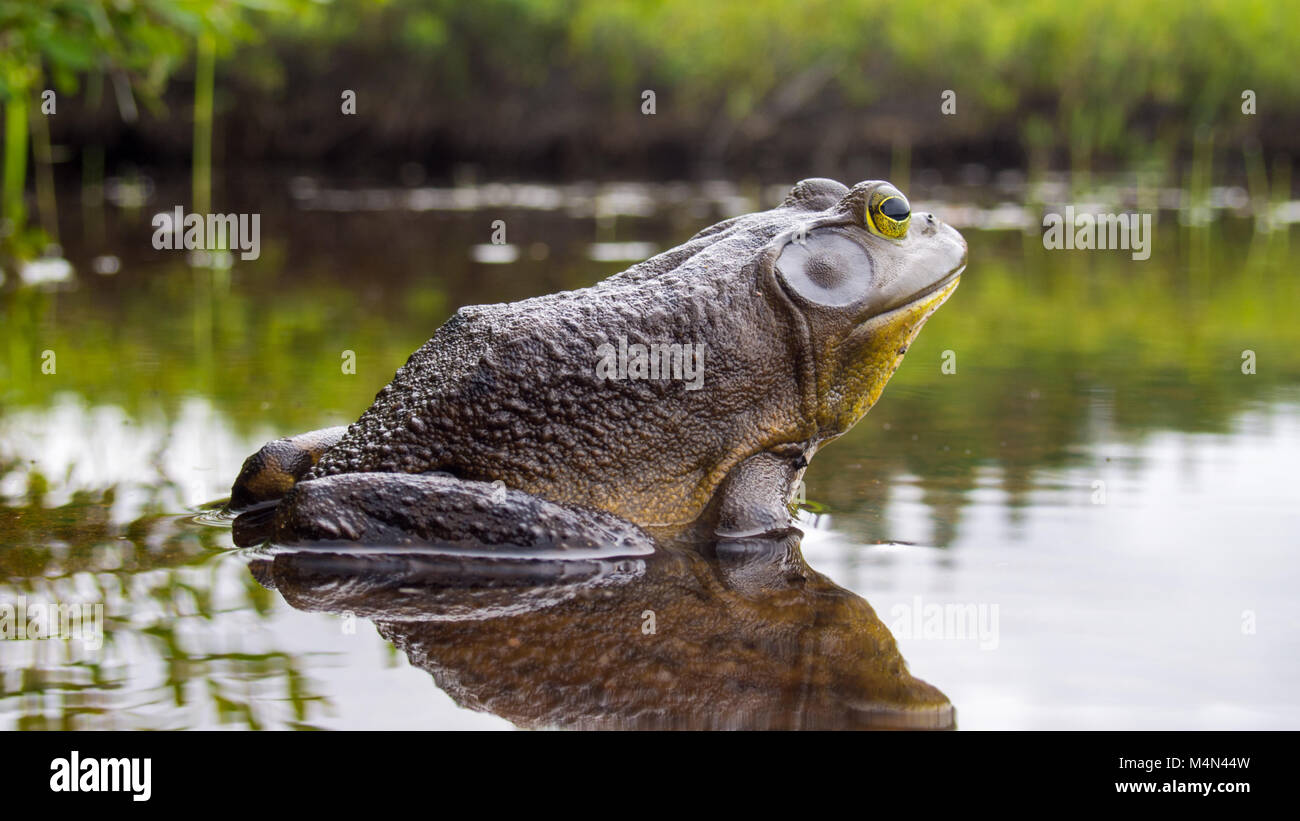 A Bull Frog relaxing on the edge of a lake Stock Photo
