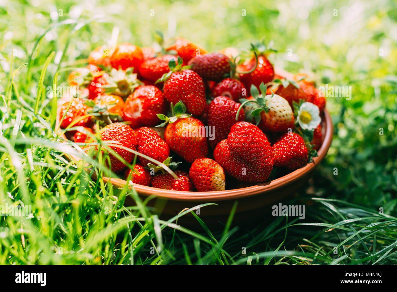 Strawberry in plate closeup Stock Photo