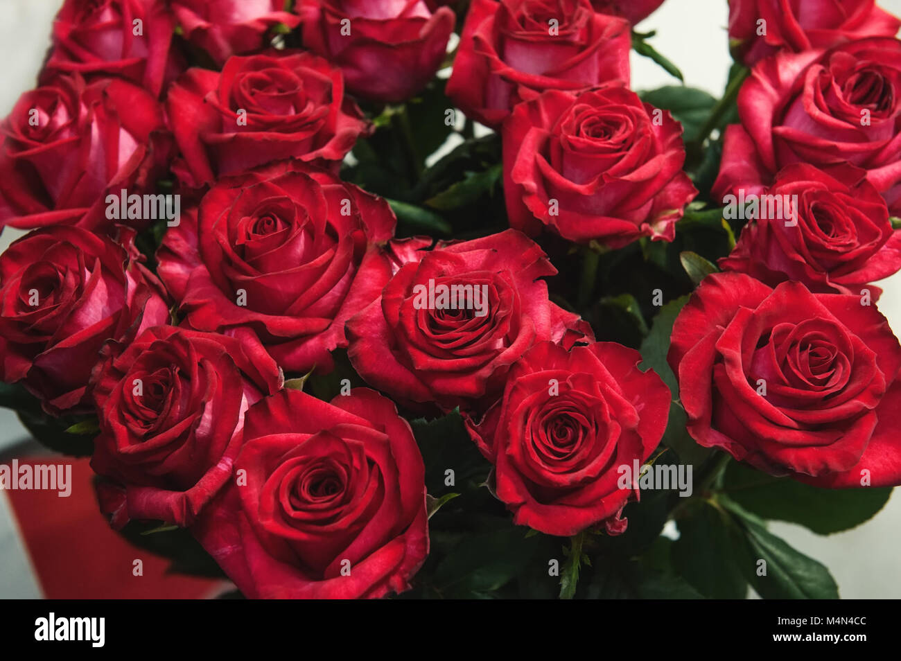 Roses red modern varieties in a bouquet as a gift. Background ...