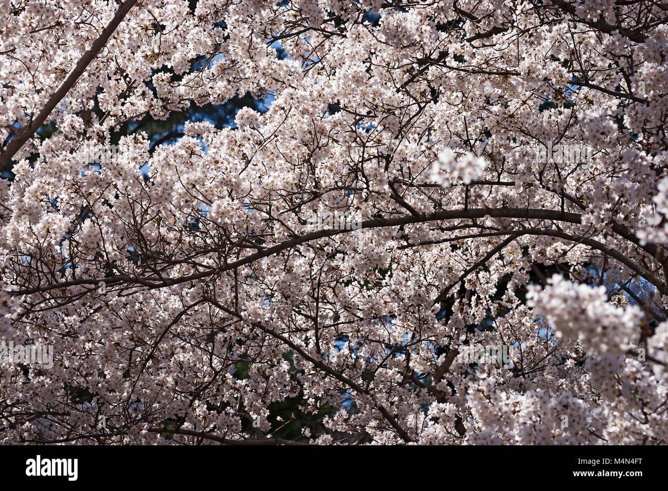 Yoshino cherry (Prunus x yedoensis). Hybrid between Prunus speciosa and ...