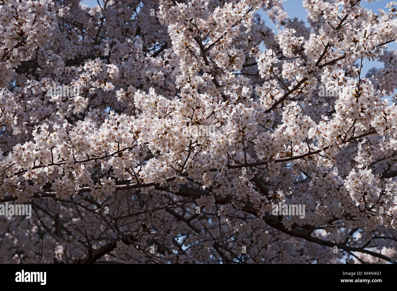 Yoshino cherry (Prunus x yedoensis). Hybrid between Prunus speciosa and ...