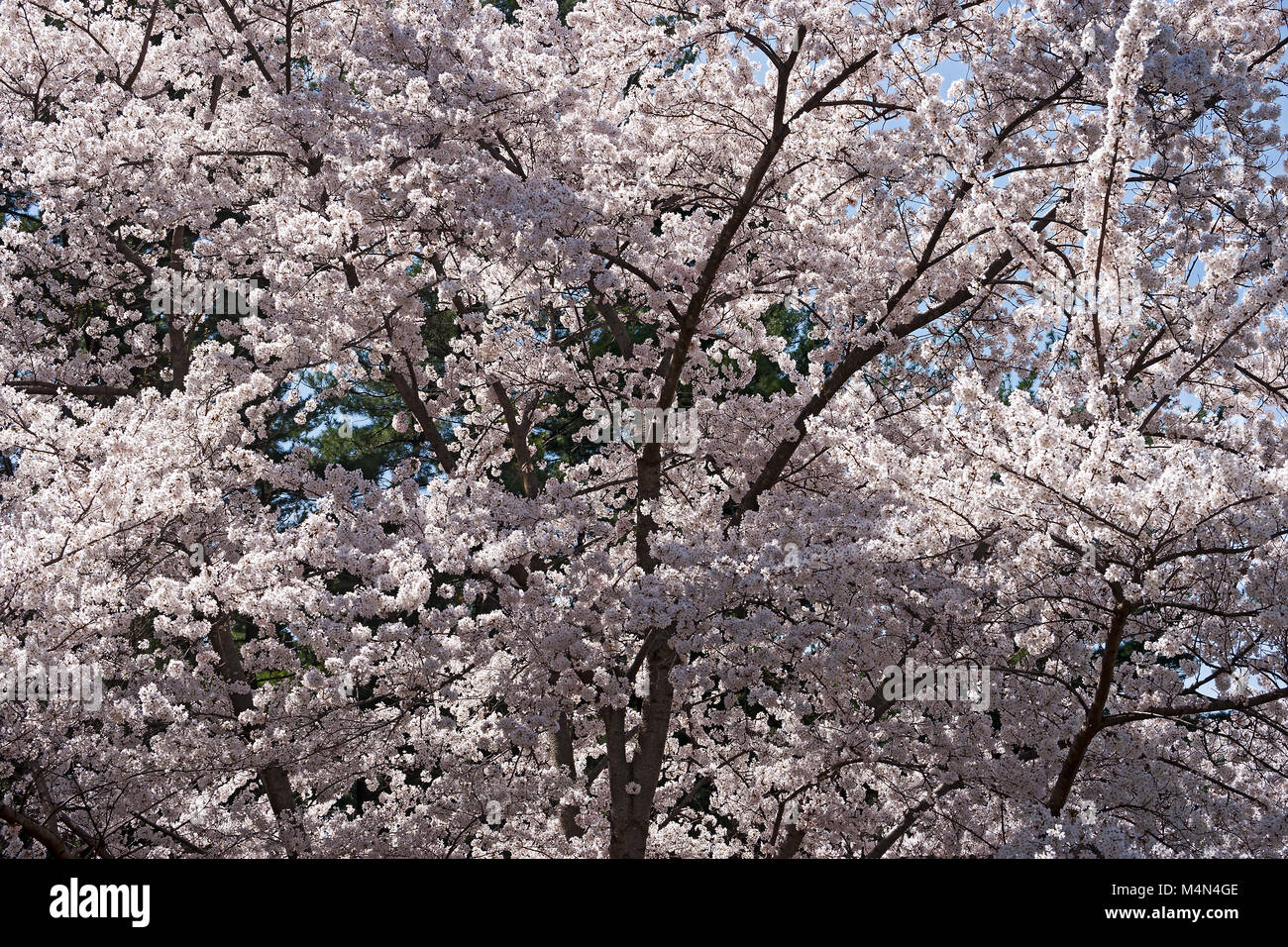 Yoshino cherry (Prunus x yedoensis). Hybrid between Prunus speciosa and ...