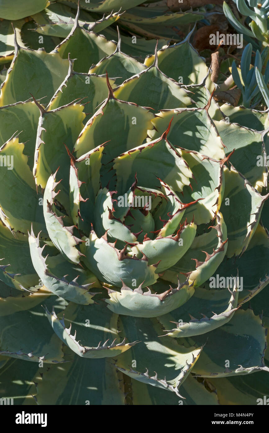 Butterfly agave (Agave potatorum Kichijokan. Called Lucky Crown Century  plant and Dwarf Variegated Butterfly agave also. Synonym: Agave x Kissho  Kan Stock Photo - Alamy