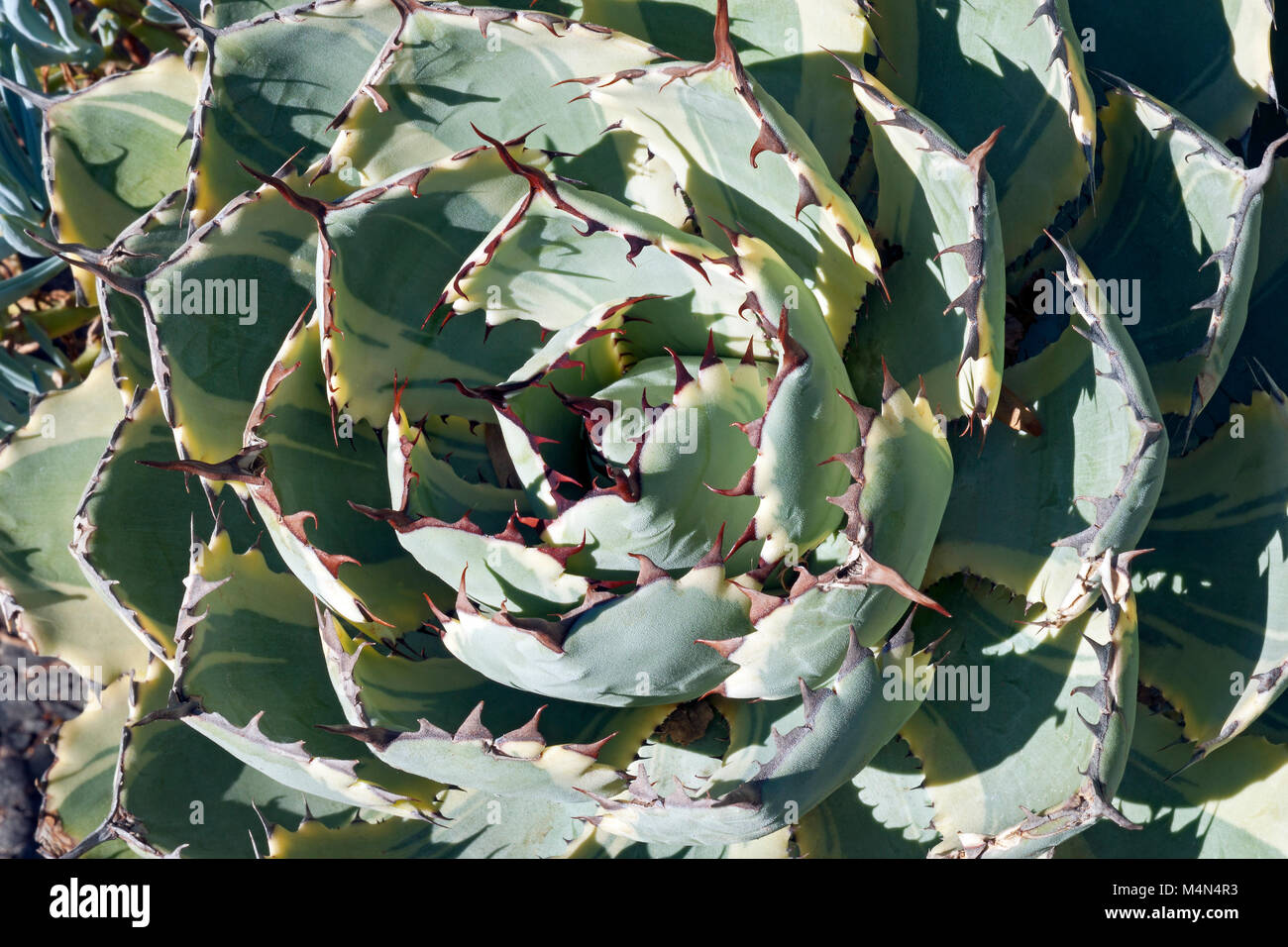 Butterfly agave (Agave potatorum Kichijokan. Called Lucky Crown Century plant and Dwarf Variegated Butterfly agave also. Synonym: Agave x Kissho Kan Stock Photo