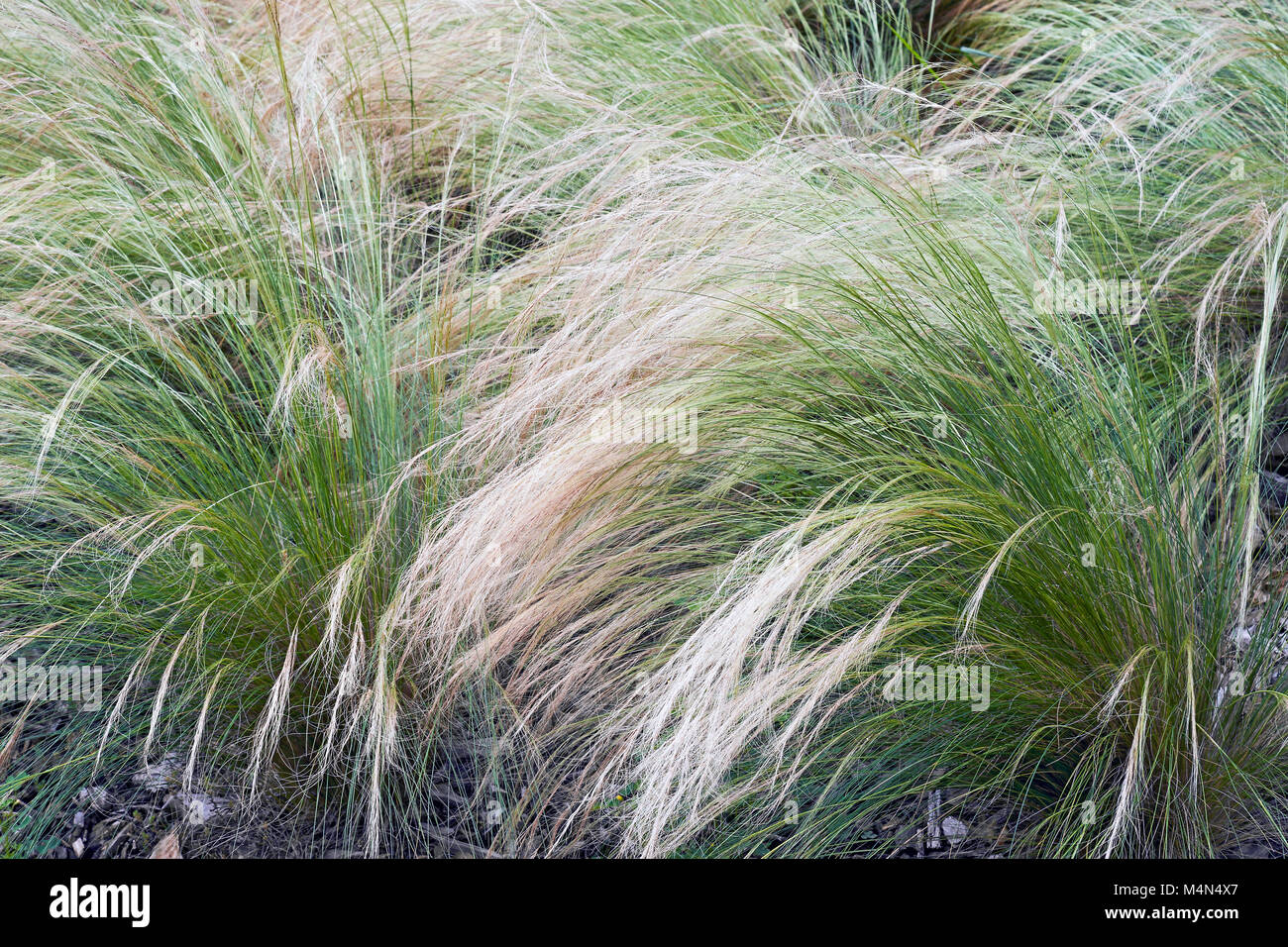 Mexican feathergrass (Nassella tenuissima). Called Finestem needlegrass, Fineleaved nassella  and Argentine needle-grass Stock Photo