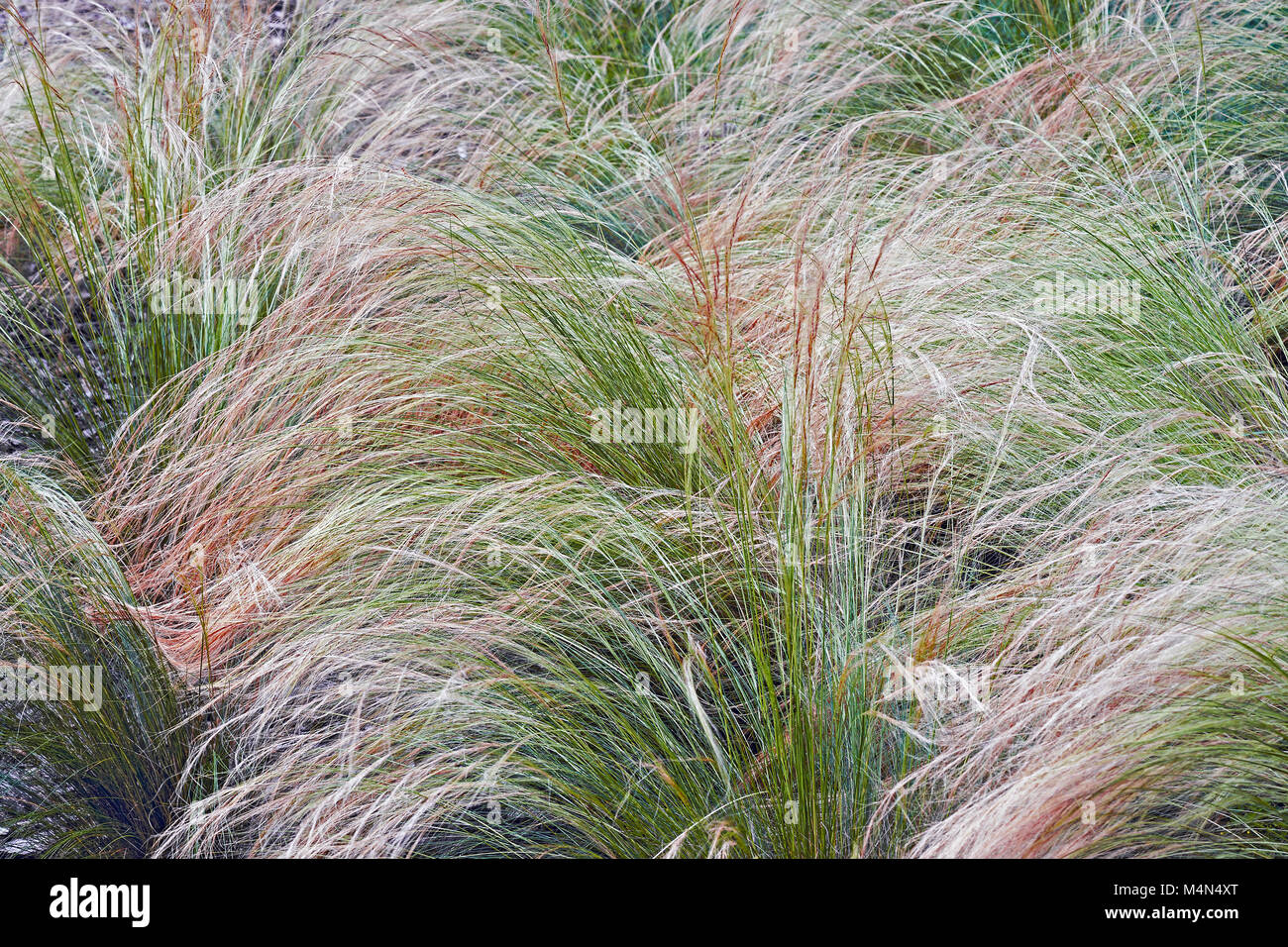Mexican feathergrass (Nassella tenuissima). Called Finestem needlegrass, Fineleaved nassella  and Argentine needle-grass Stock Photo