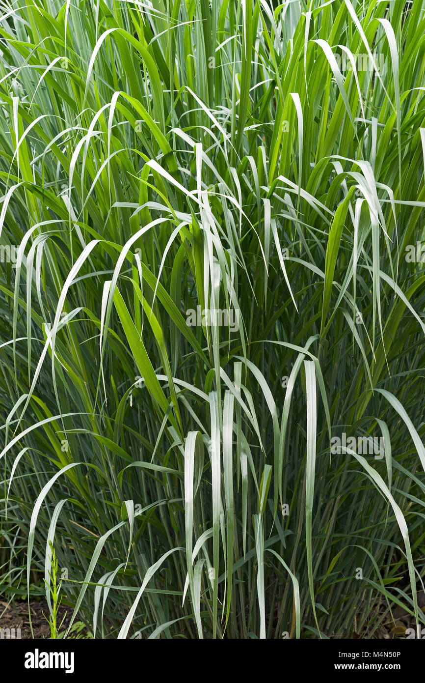 Dallas Blues switch grass (Panicum virgatum Dallas Blues) Stock Photo