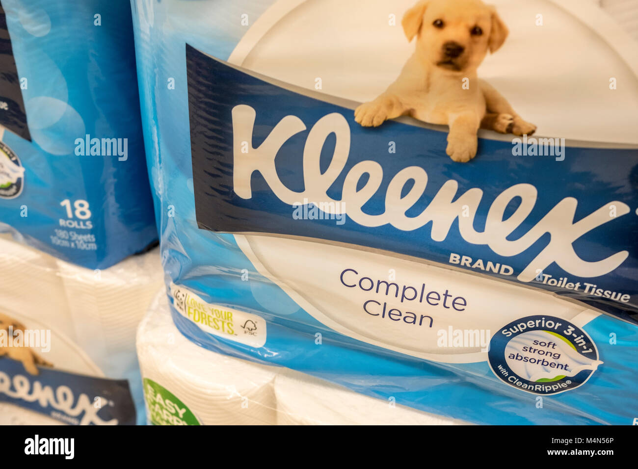 Kleenex puppy stock photography and images - Alamy