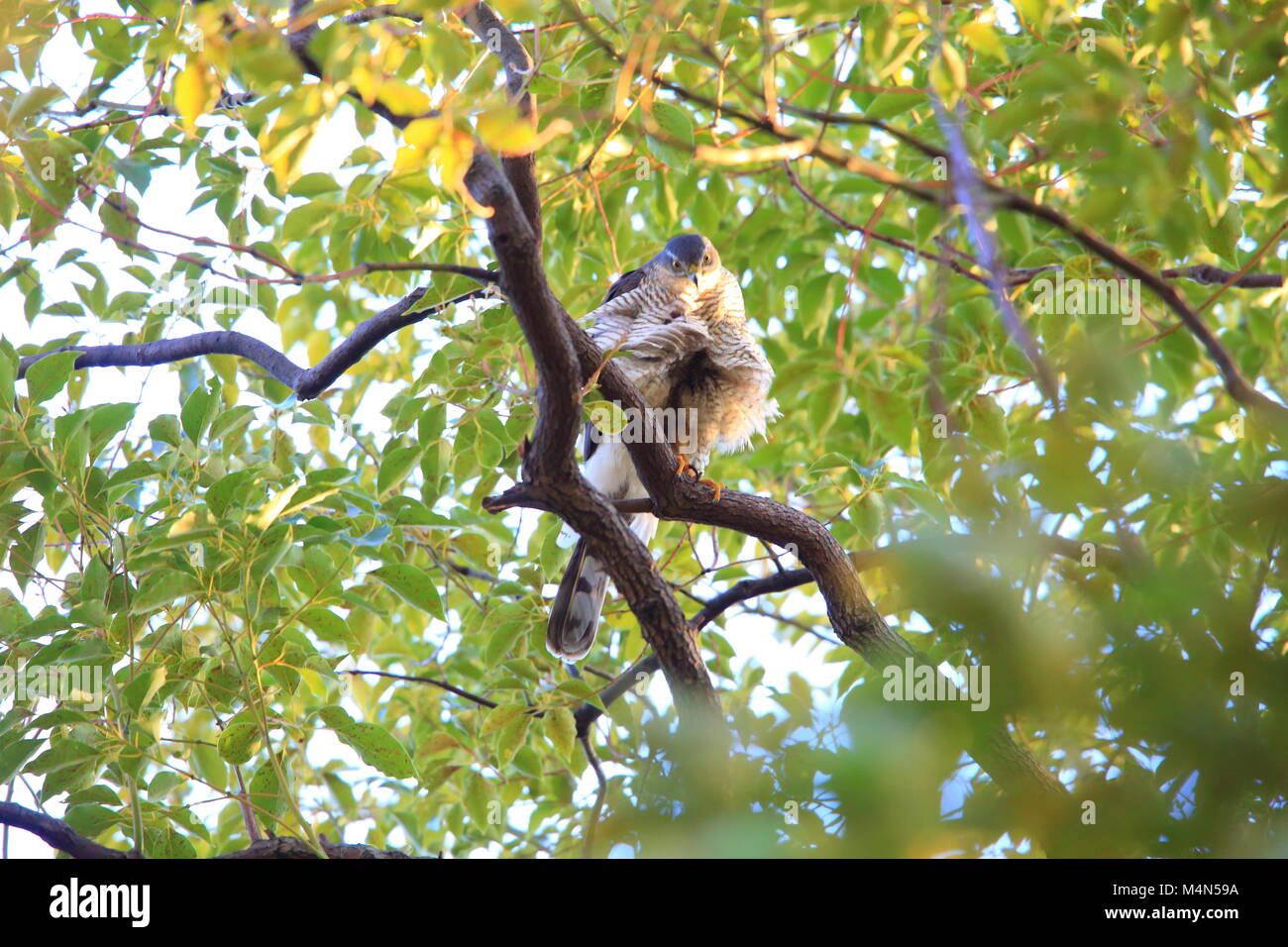 Eurasian sparrowhawk (Accipiter nisus) in Japan Stock Photo