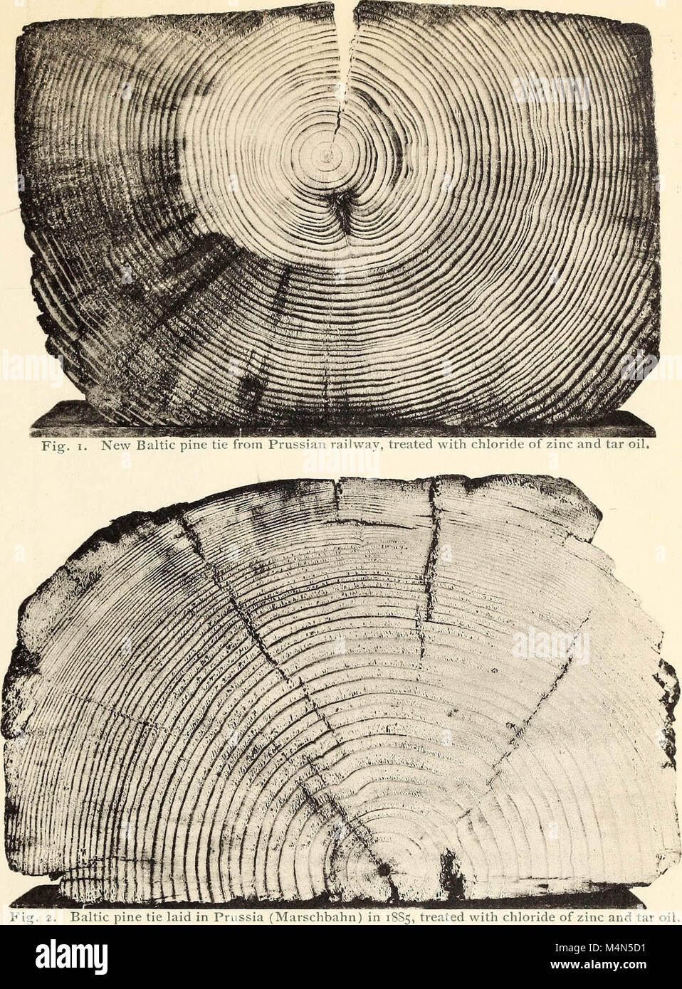Timber Decay Examples