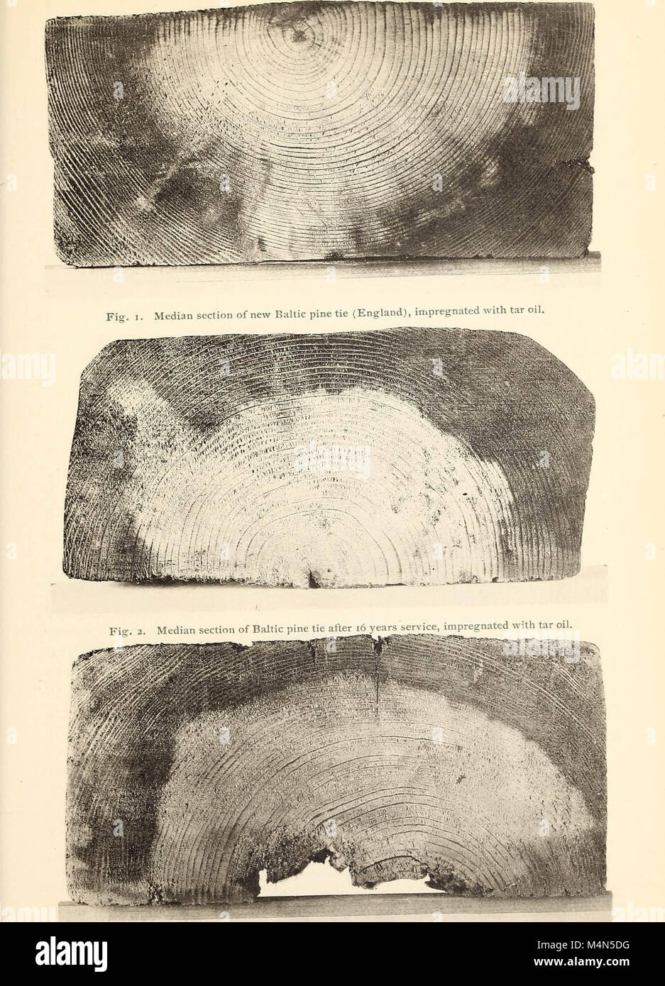 Timber Decay Examples