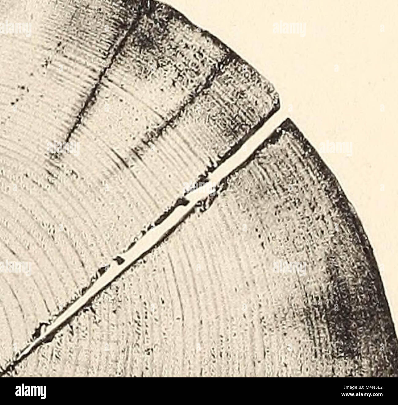 Timber Decay Examples