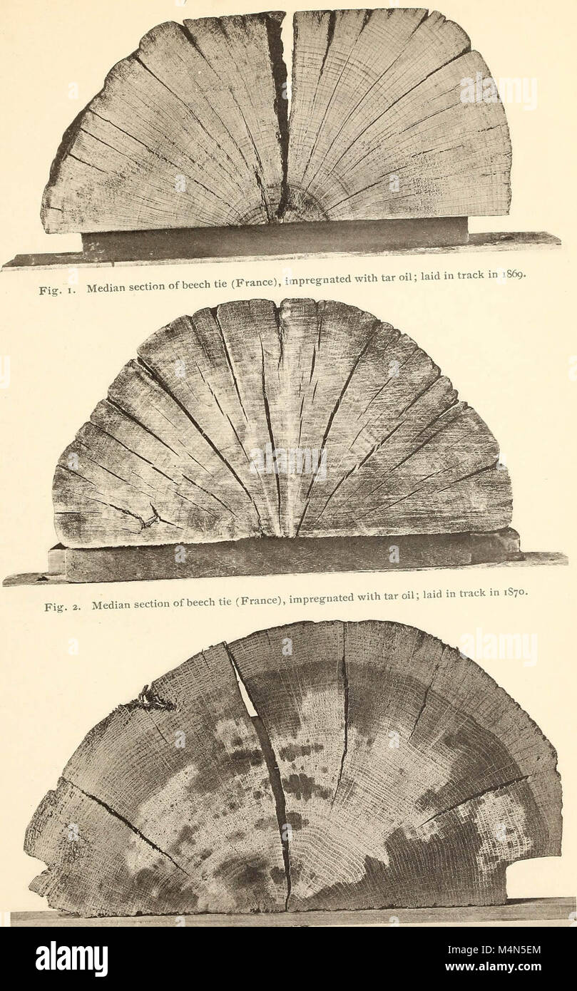 Timber Decay Examples