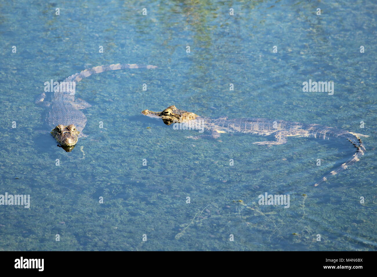 Filhotes de Jacaré no rio, água transparente Stock Photo
