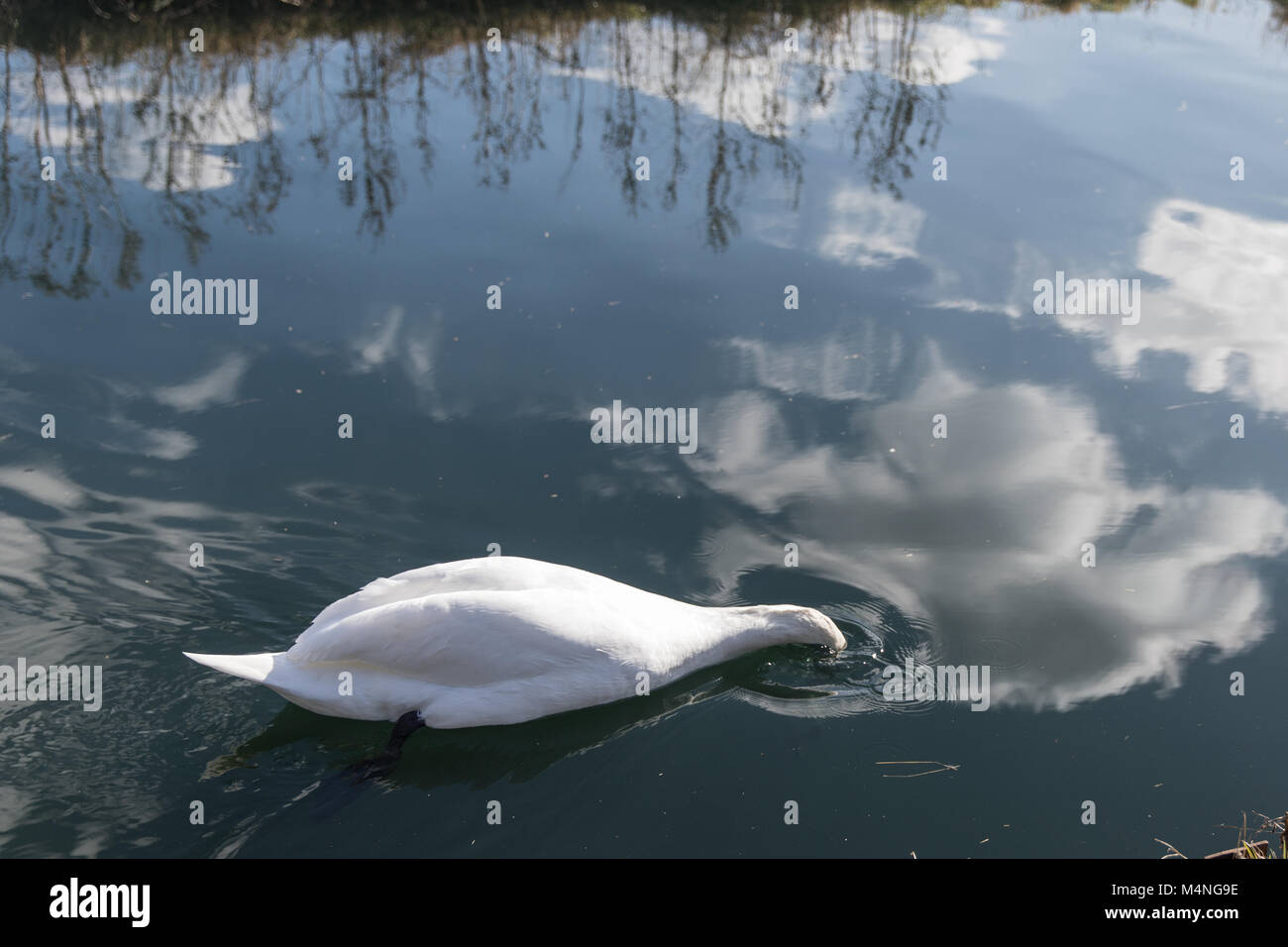 London. 17th Feb, 2018. UK Weather. Beautiful weather in Hackney, London, UK, 17th February, 2018. Swans in the waterway next to West Reservoir, Stoke Newington. Credit: carol moir/Alamy Live News Stock Photo