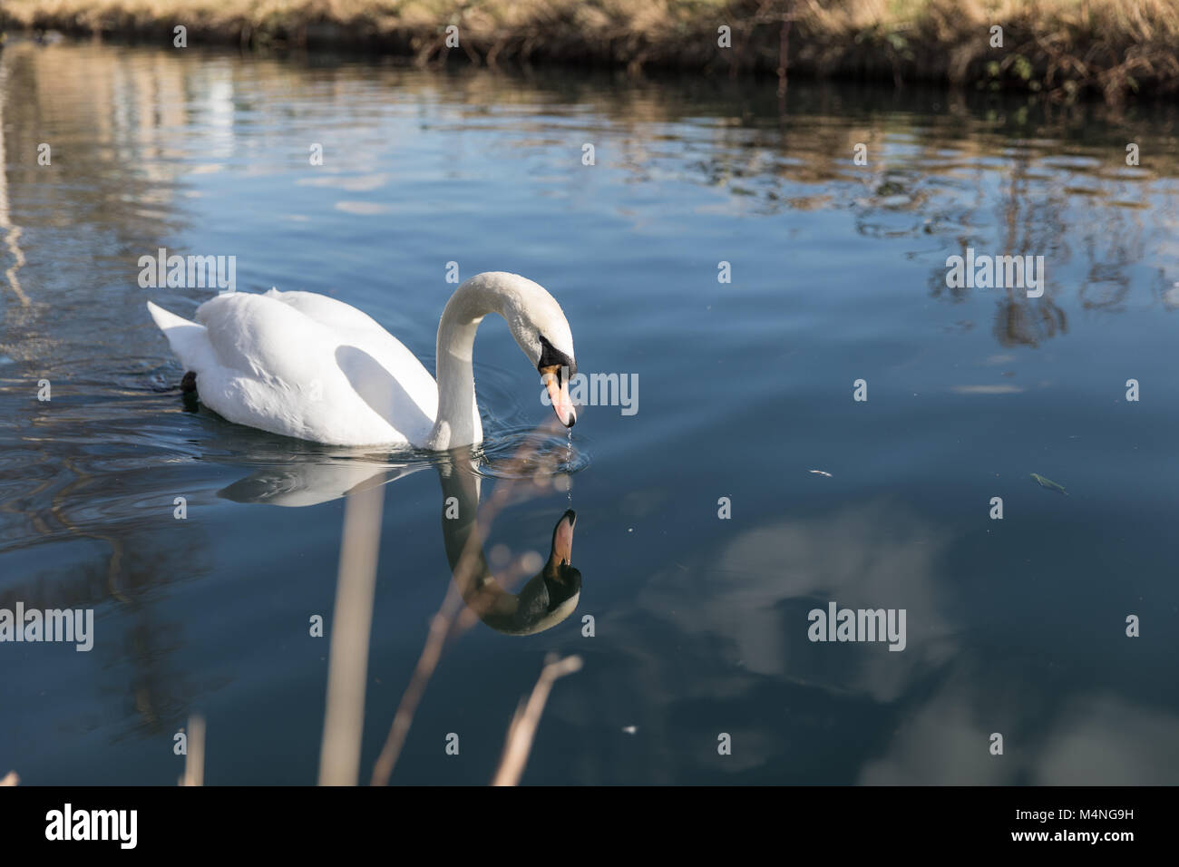 London. 17th Feb, 2018. UK Weather. Beautiful weather in Hackney, London, UK, 17th February, 2018. Swans in the waterway next to West Reservoir, Stoke Newington. Credit: carol moir/Alamy Live News Stock Photo