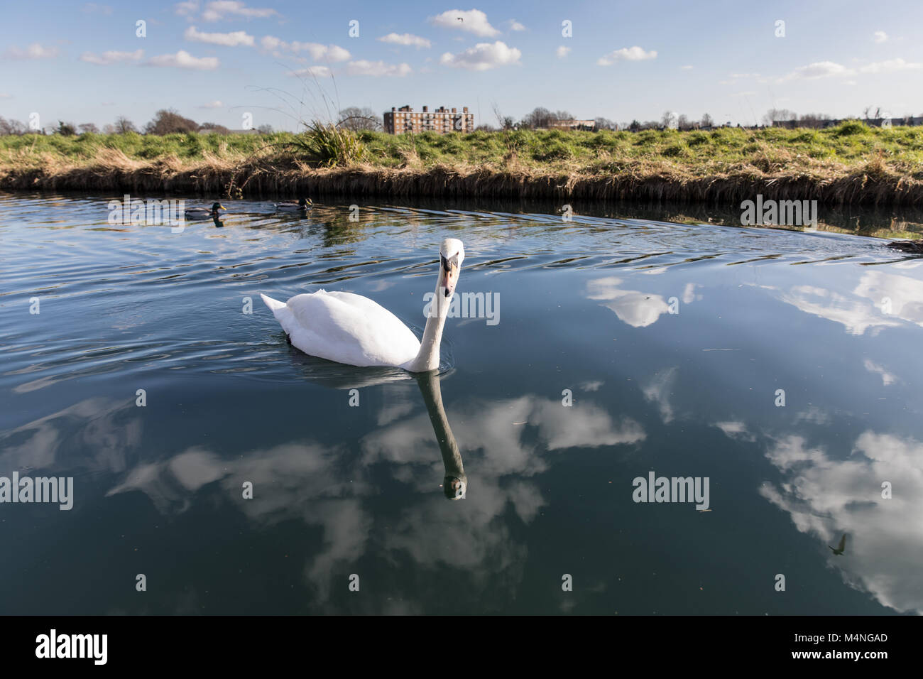 London. 17th Feb, 2018. UK Weather. Beautiful weather in Hackney, London, UK, 17th February, 2018. Swans in the waterway next to West Reservoir, Stoke Newington. Credit: carol moir/Alamy Live News Stock Photo