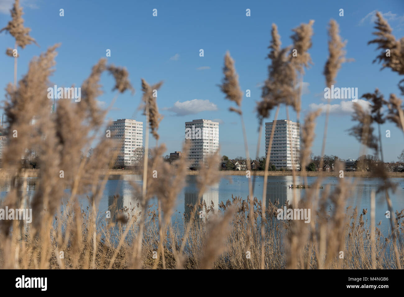 London. 17th Feb, 2018. UK Weather. Beautiful weather in Hackney, London, UK, 17th February, 2018. Views over Woodberry Wetlands to Woodberry tower blocks with ferns in foreground. Credit: carol moir/Alamy Live News Stock Photo