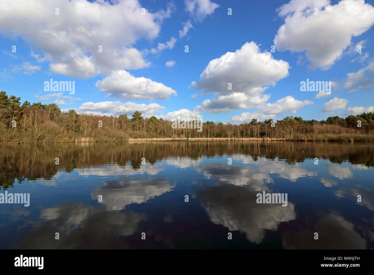 Ash Vale, Surrey, England. 17th February 2018. A fabulous day of blue sky and fair weather cumulus cloud, reflected in the calm waters of the Greatbottom Flash on the Basingstoke Canal at Ash Vale, Surrey. Credit: Julia Gavin/Alamy Live News Stock Photo