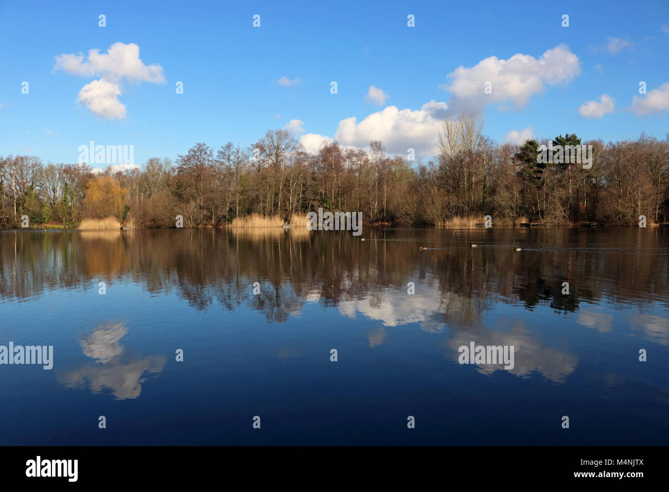 Ash Vale, Surrey, England. 17th February 2018. A fabulous day of blue sky and fair weather cumulus cloud, reflected in the calm waters at the Lakeside Nature Reserve beside the Basingstoke Canal at Ash Vale, Surrey. Credit: Julia Gavin/Alamy Live News Stock Photo