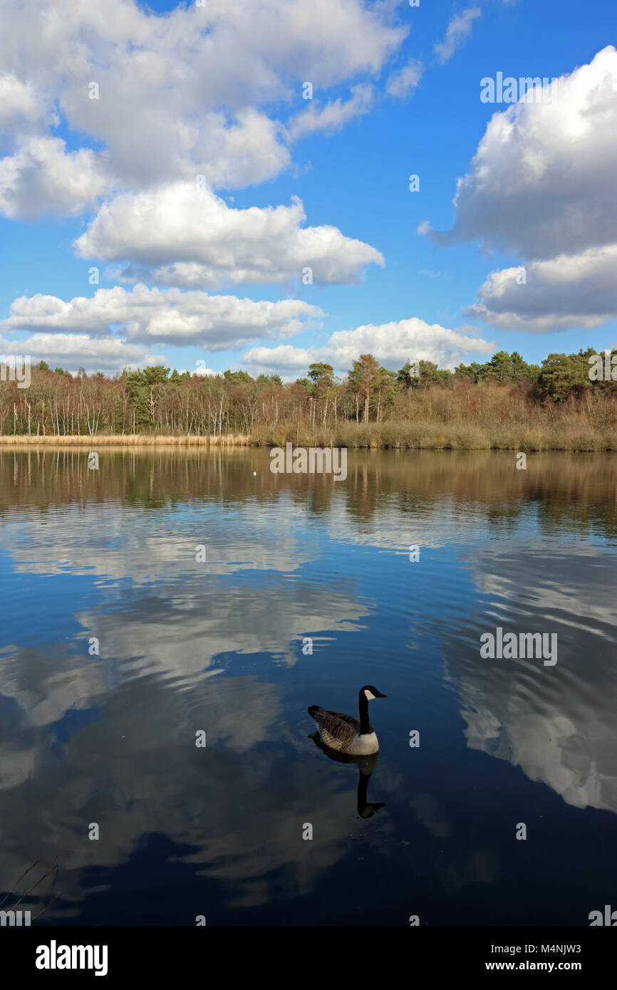 Ash Vale, Surrey, England. 17th February 2018. A fabulous day of blue sky and fair weather cumulus cloud, reflected in the calm waters of the Greatbottom Flash on the Basingstoke Canal at Ash Vale, Surrey. Credit: Julia Gavin/Alamy Live News Stock Photo