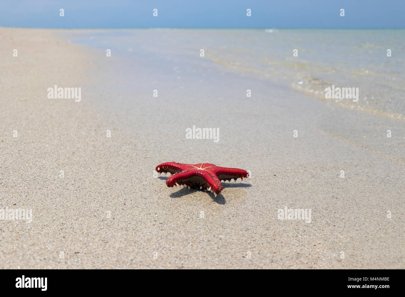 Colorful African red knob sea star or starfish on beach Stock Photo
