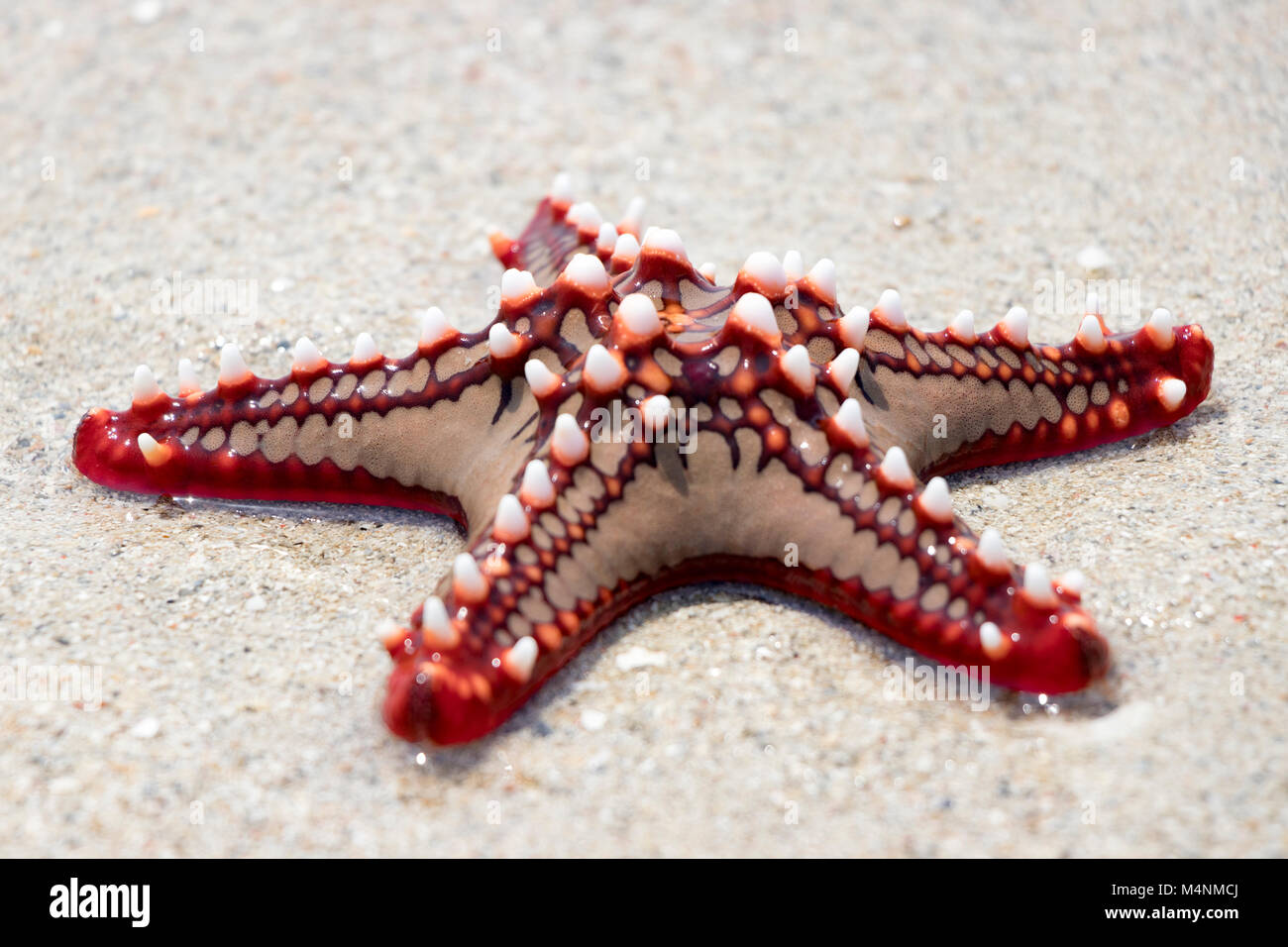 Colorful African red knob sea star or starfish on beach Stock Photo