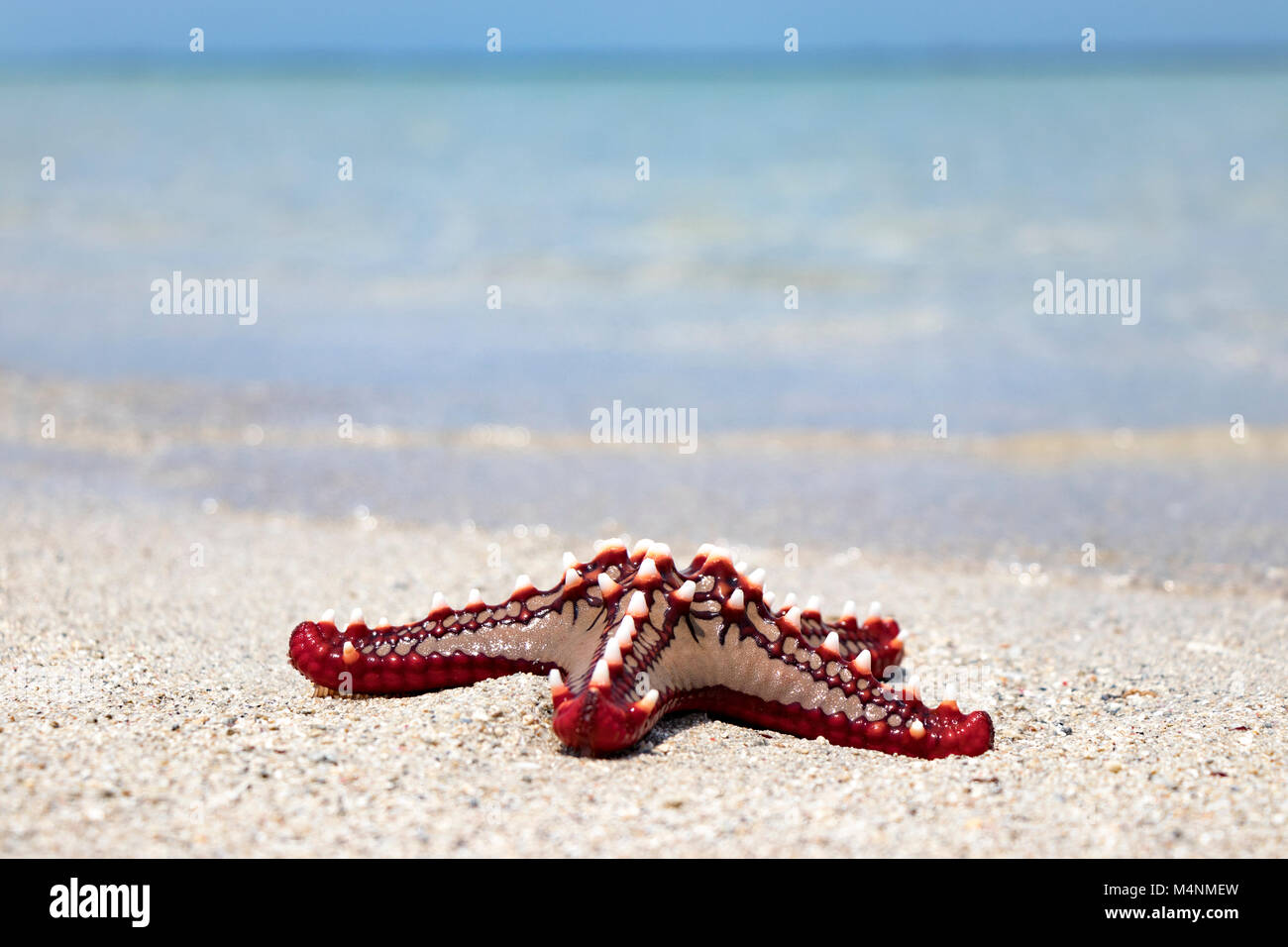 Colorful African red knob sea star or starfish on beach with ocean in background Stock Photo