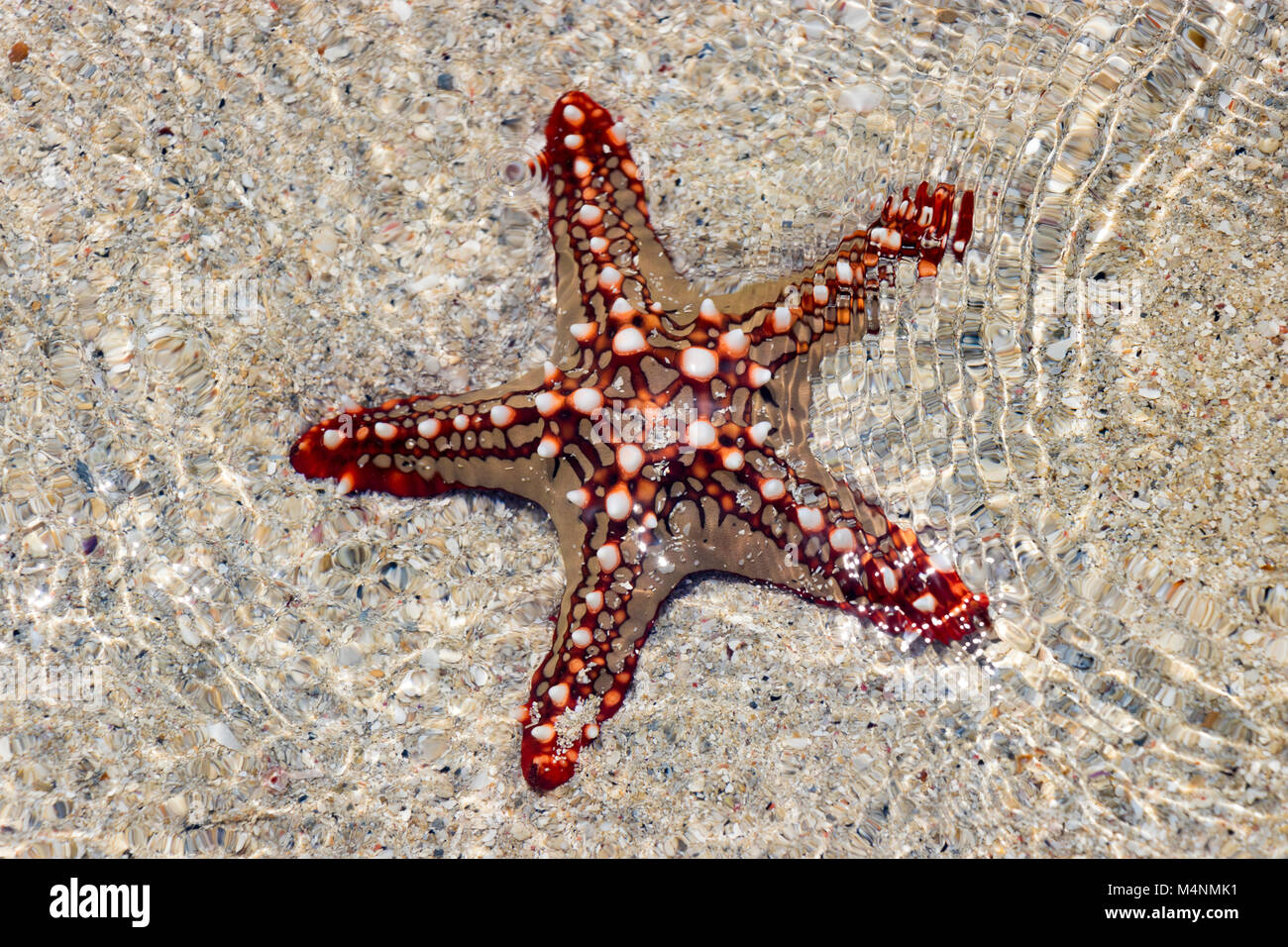 Colorful African red knob sea star or starfish in shallow water Stock Photo