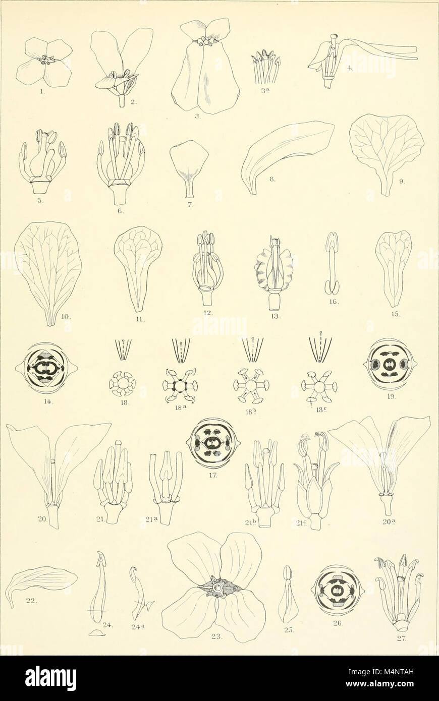 Emphasis on biological taxonomy hi-res stock photography and images - Alamy