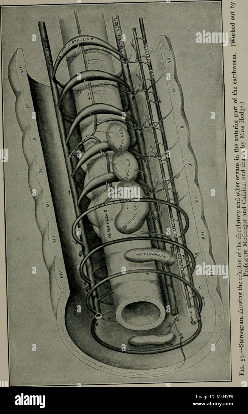 'Biology' (1917) provides an in-depth exploration of biological ...