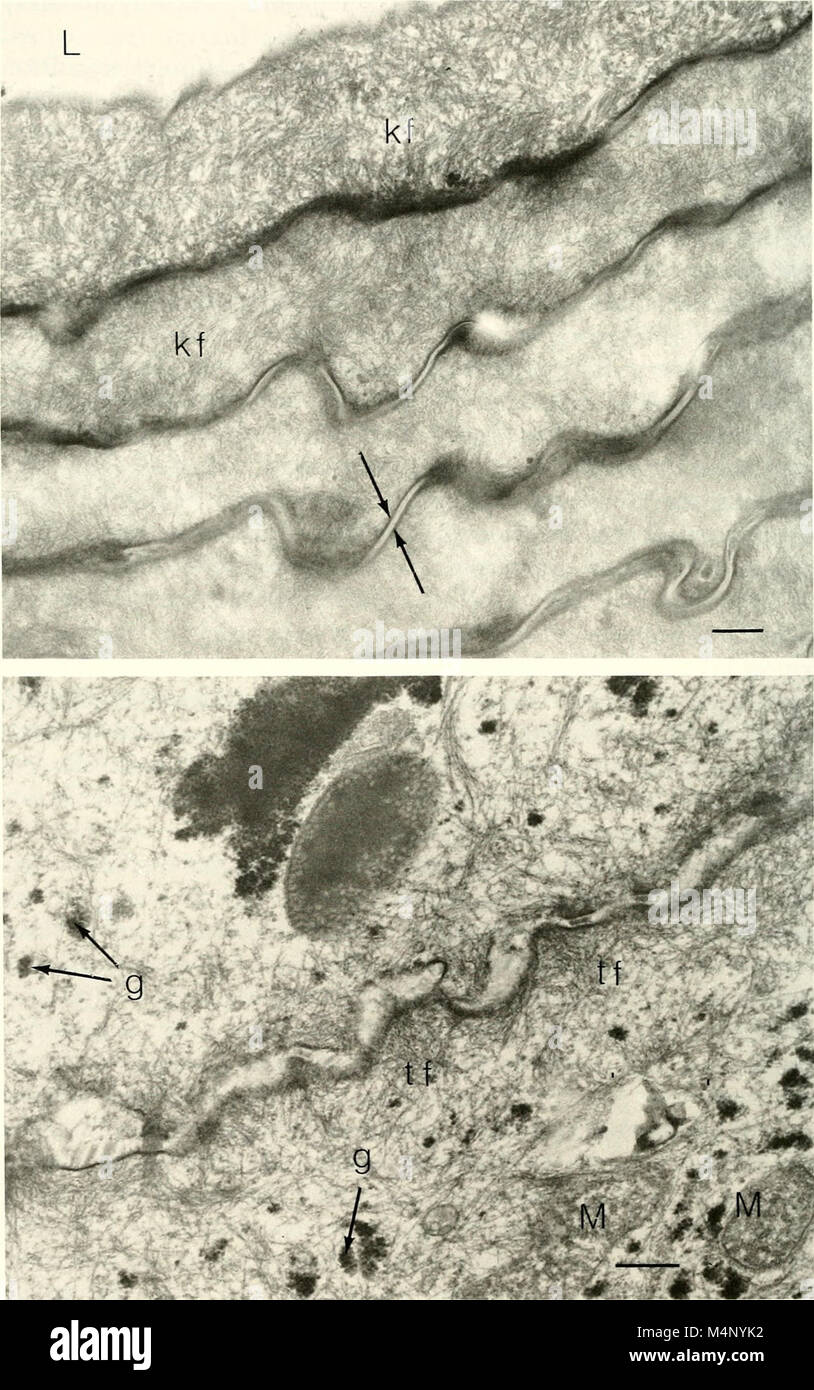 Socialis *Biology of New World Microtus* (1985) explores the behavioral ...