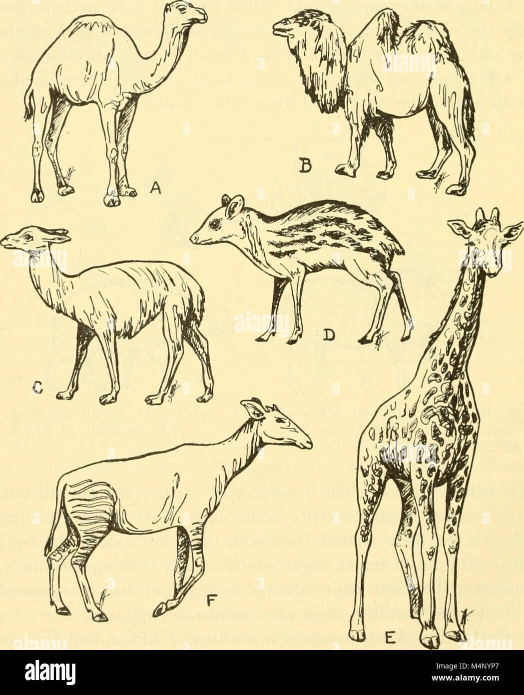 Biology of the vertebrates - a comparative study of man and his animal ...