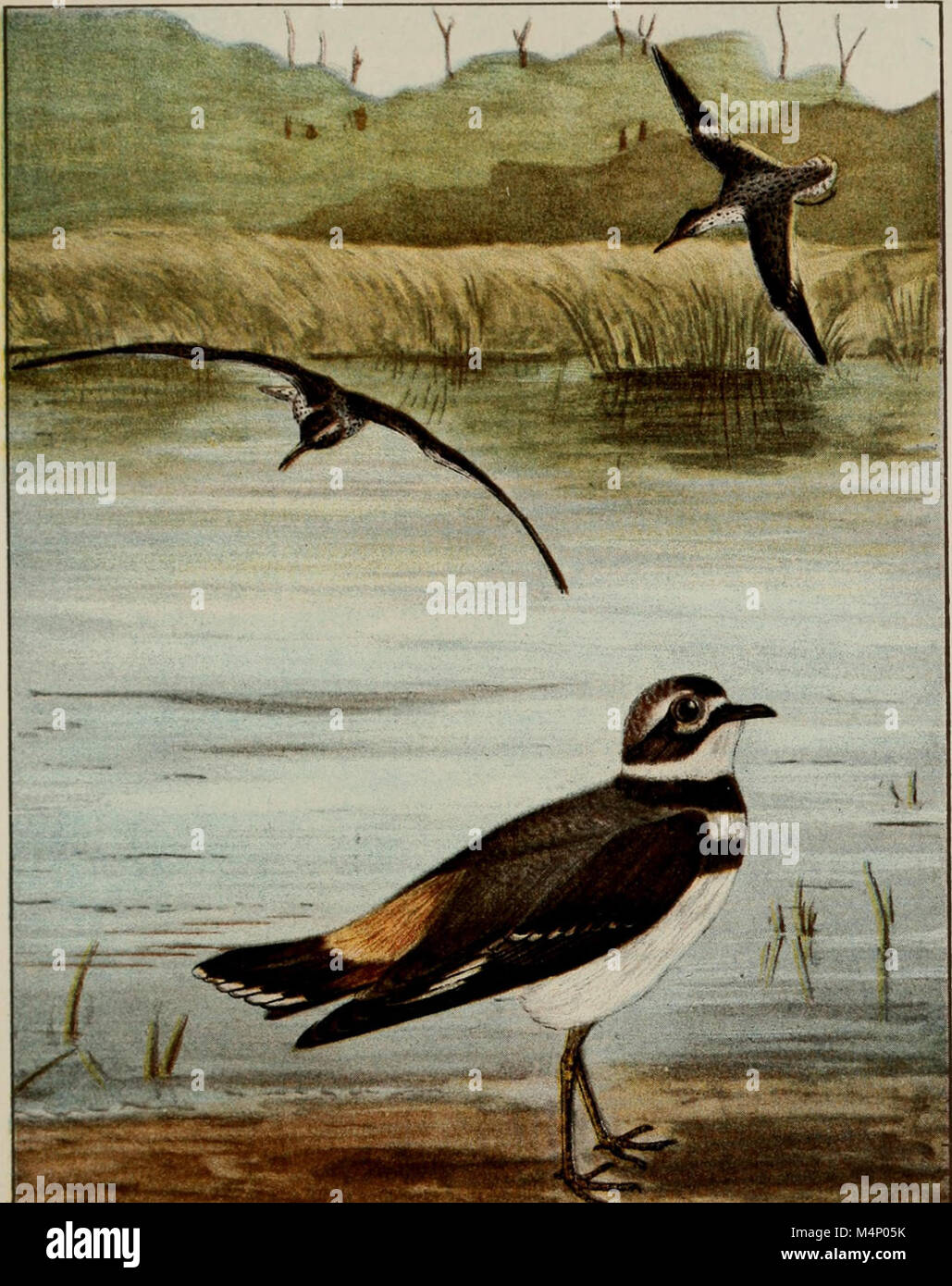 This book provides a detailed guide to studying common birds in the ...