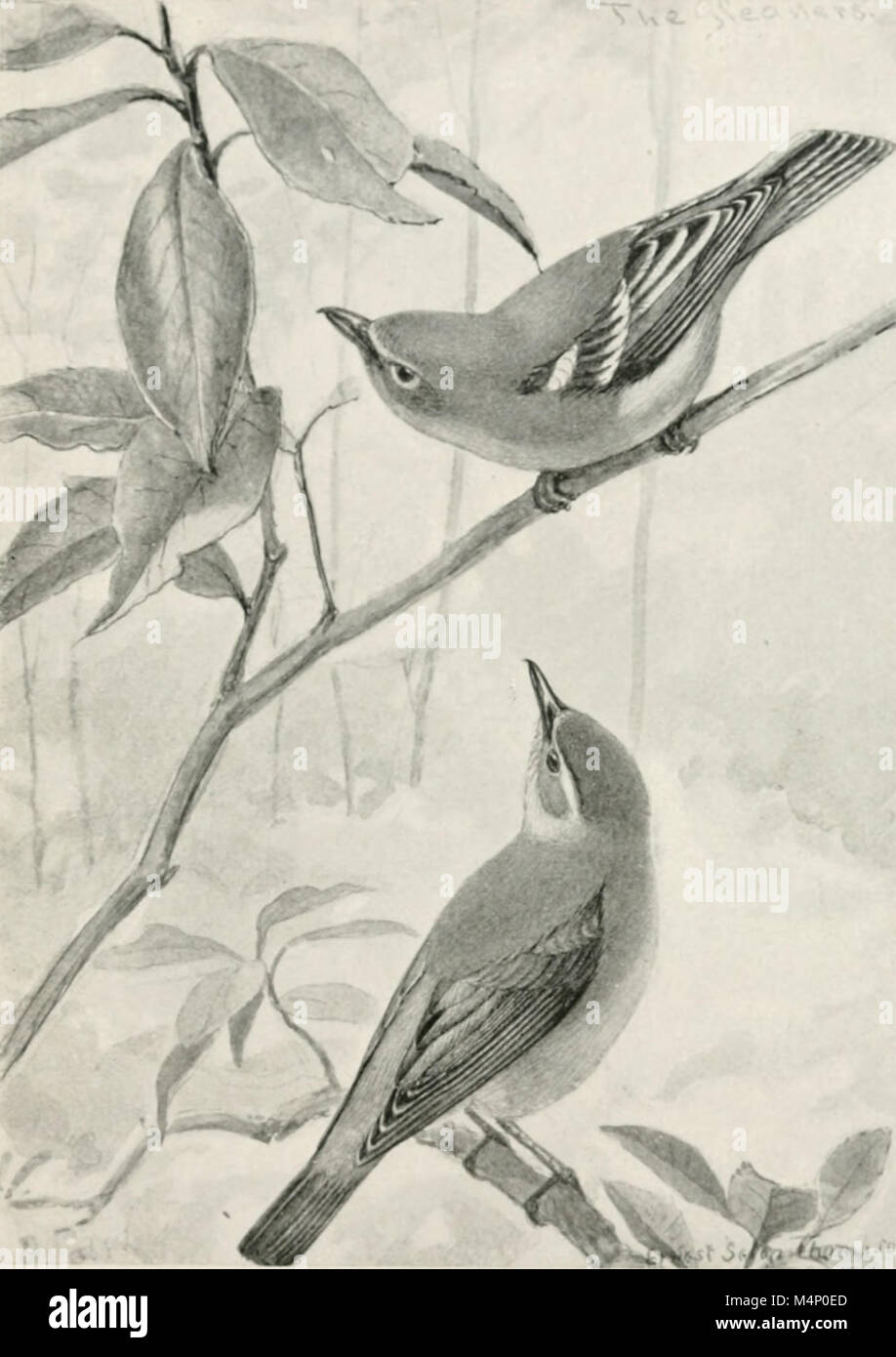 The 1899 guide 'Bird-life' provides an overview of common bird species ...
