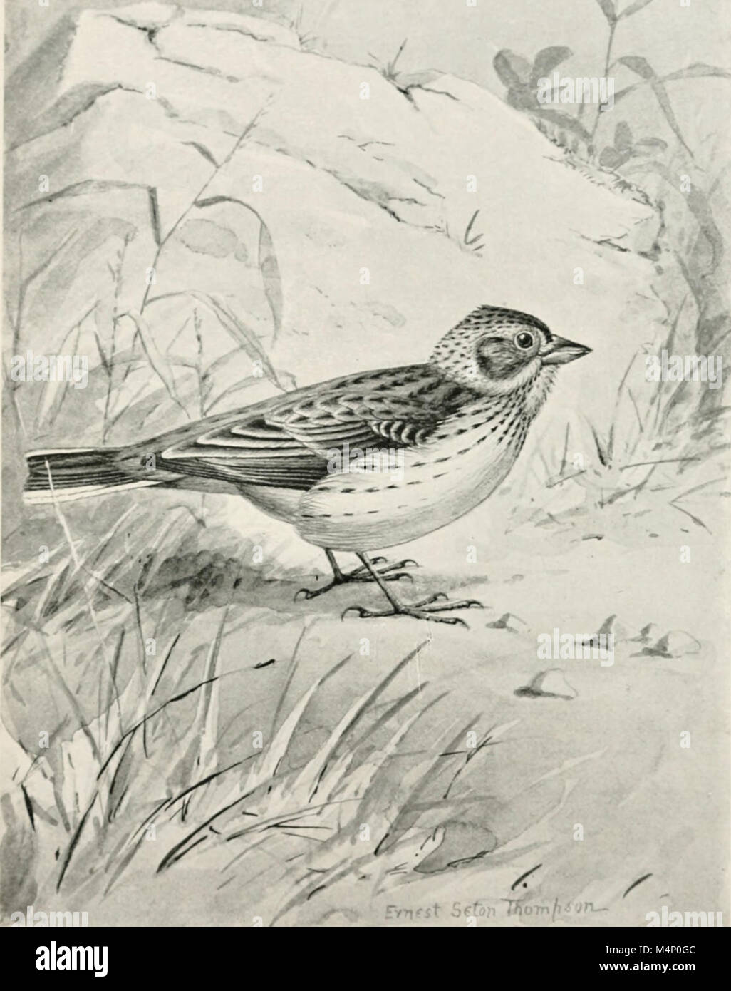 Bird-life; a guide to the study of our common birds (1899) (20383546335 ...